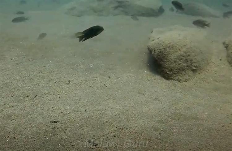 Sandzone-Tchinga-Reef-7