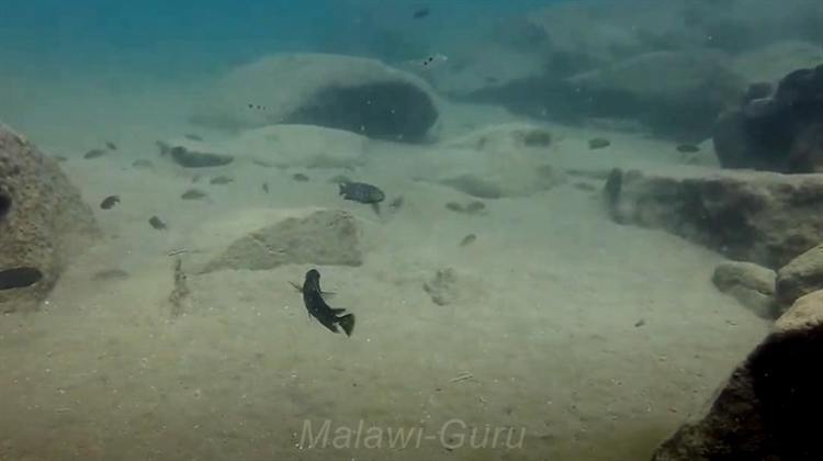 Uebergangszone-Tchinga-Reef-6