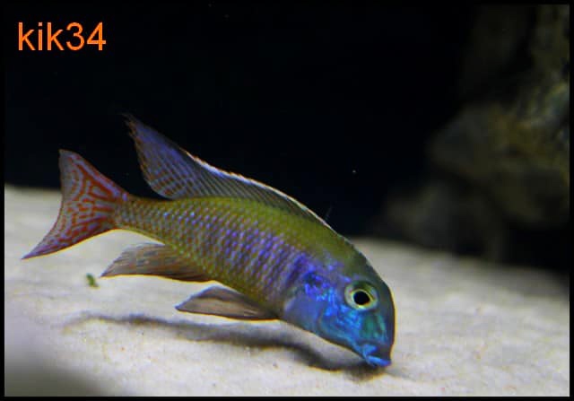 Lethrinops-albus-Kande-13