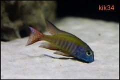 Lethrinops-albus-Kande-22