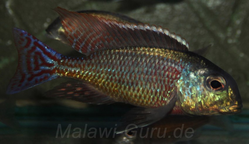 Letrinops-marginatus-red-fin-1