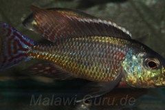 Letrinops-marginatus-red-fin-1