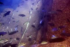 Linganjala Reef