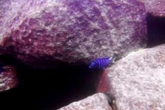 Linganjala Reef
