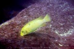 Linganjala Reef