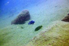 Lions Cove