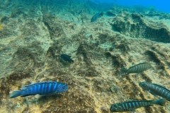 Luwala Reef