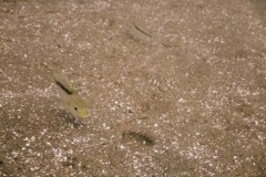 Luwala Reef