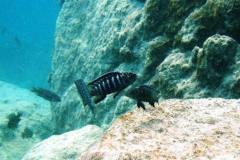 Madimba Bay/Likoma Island