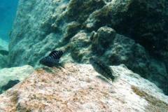 Madimba Bay/Likoma Island