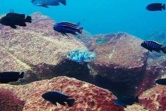 Maingano Island