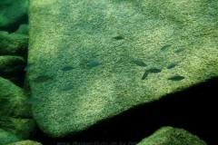 Masimbwe Island