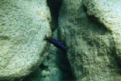 Masimbwe Island