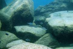 Masimbwe Island