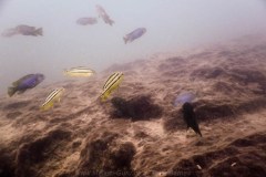 Mazinzi Reef