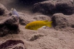Mazinzi Reef