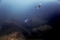 Mazinzi Reef