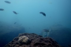 Mazinzi Reef