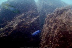 Mazinzi Reef