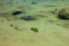 Mbowe Island