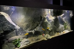 700-Liter-reine Felszone/Mbuna-Aquarium