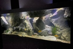 Mbuna Aquarium 700 Liter