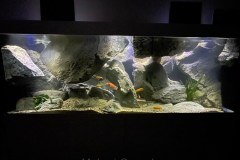 700-Liter-Mbuna-Felszone-70