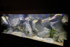700-Liter-Mbuna-Felszone-72