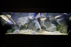 700-Liter-Mbuna-Felszone-74