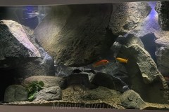 700-Liter-Mbuna-Felszone-75