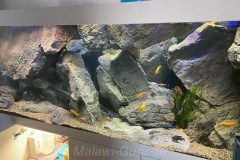 700-Liter-Mbuna-Felszone-76