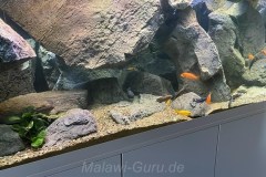 700-Liter-Mbuna-Felszone-77