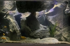 700-Liter-Mbuna-Felszone-78