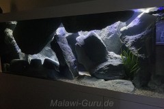 700-Liter-Mbuna-Felszone-79