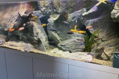 700-Liter-Mbuna-Felszone-80