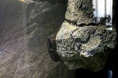 700-Liter-Mbuna-Felszone-89
