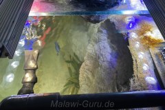 700-Liter-Mbuna-JT-22