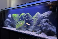 440-Liter-Felszone-Mbuna-Aquarium