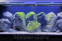Max-Aquarium-440-Liter-10