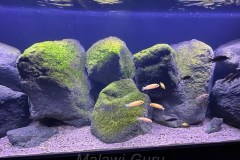 Max-Aquarium-440-Liter-9