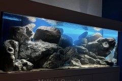 450-Liter-Felsone-Mbuna-Aquarium