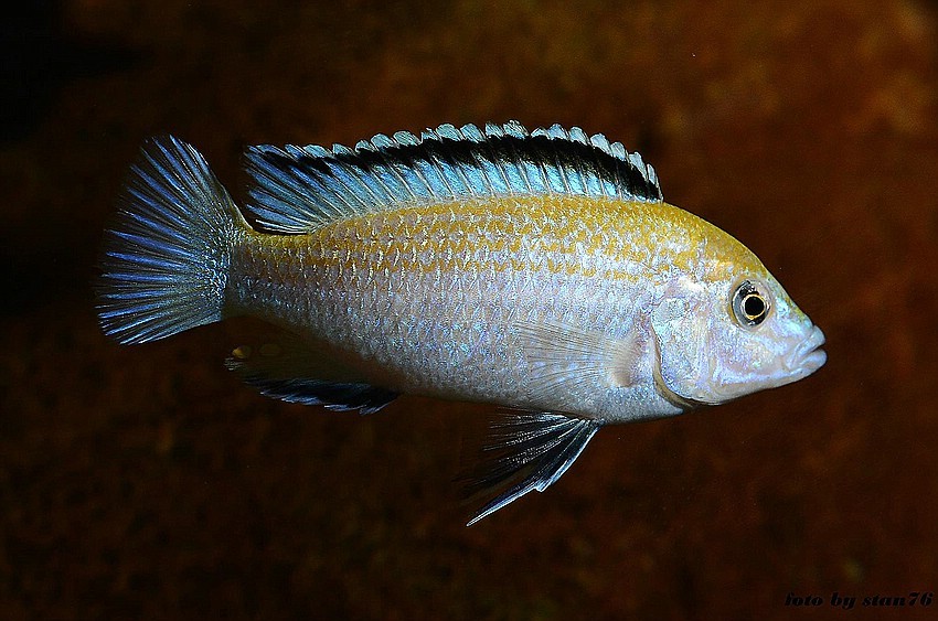 Labidochromis-caereuleus-nkhata-bay