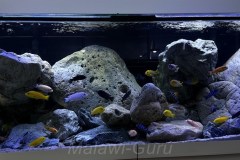 Becken-1-1