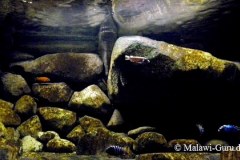 540-Liter Felszone/Mbuna-Aquarium