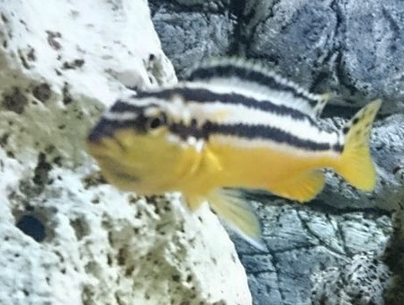 Melanochromis-auratus-2