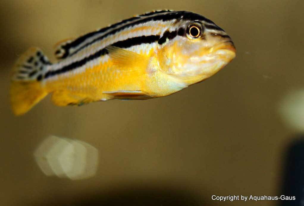 Melanochromis-auratus-5