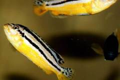 Melanochromis-auratus-6