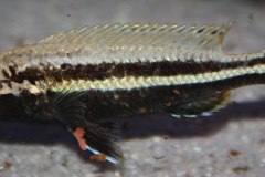 Melanochromis-auratus-chipoka-1