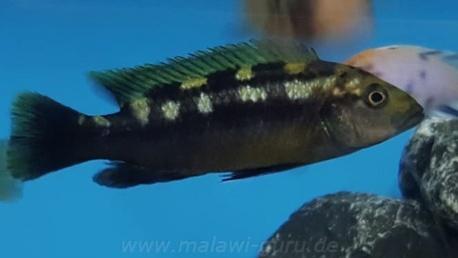 Melanochromis-baliodigma-2