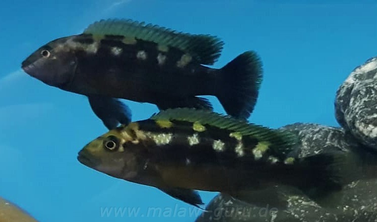 Melanochromis-baliodigma-3